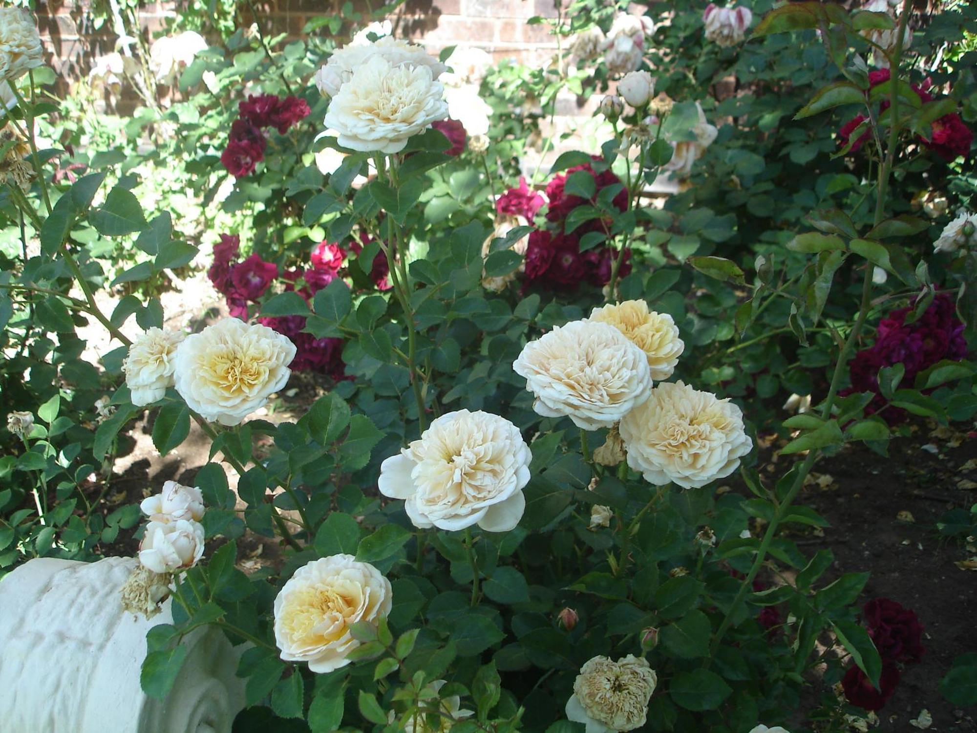 Buxton Manor Bed & Breakfast Adelaide Luaran gambar